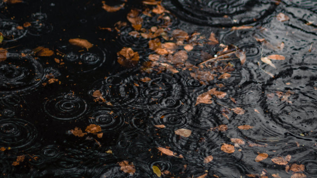 Puddle leaves tree autumn fire free wallpaper - medium preview image