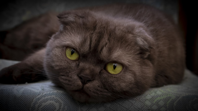 Black cat yellow eyes on free wallpaper - medium preview image
