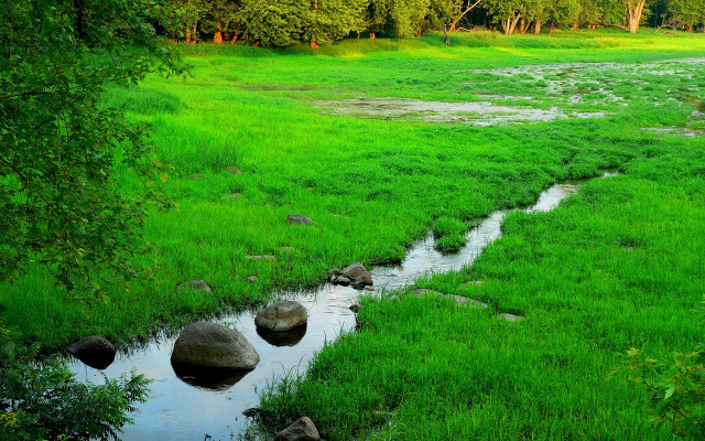 Lush green stream forest meadow free wallpaper - medium preview image