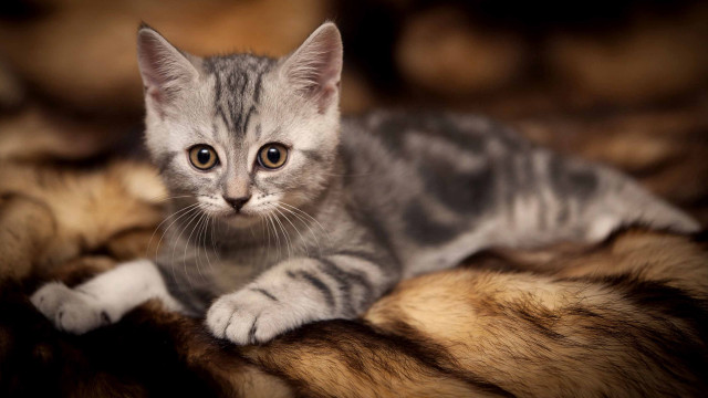 Curious kitten on fur blanket free wallpaper - medium preview image