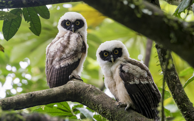 Two owls forest bush nature free wallpaper - medium preview image