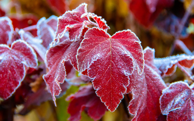 Red frosted leaf macro winter free wallpaper - medium preview image