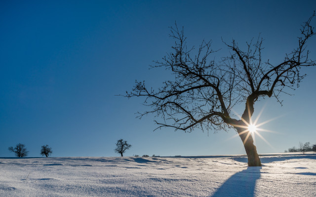 Snowy tree backlight beach sky free wallpaper - medium preview image