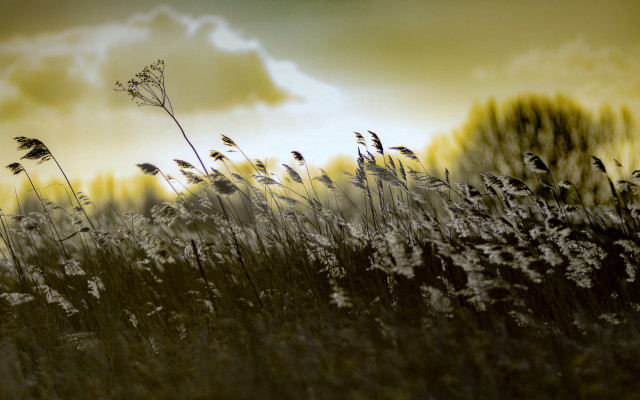 Tall grass sky clouds yellow free wallpaper - medium preview image