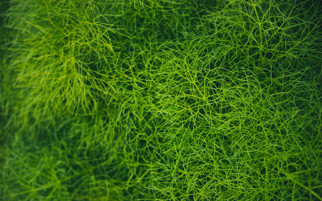 Green plant leaves macro foliage free wallpaper - medium preview image