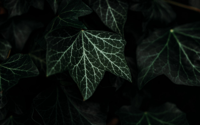 Green leaf vines bamboo plant free wallpaper - medium preview image
