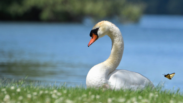 White swan lush green field free wallpaper - medium preview image