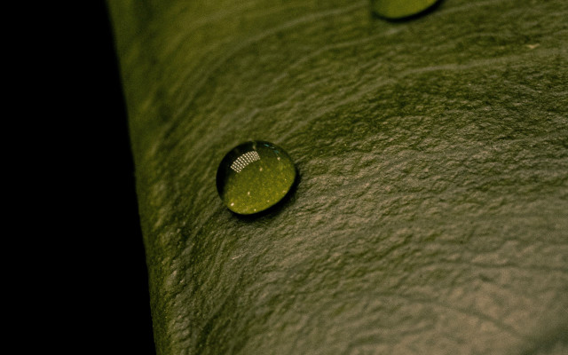 Leaf water drops macro photorealism #7 free wallpaper - medium preview image