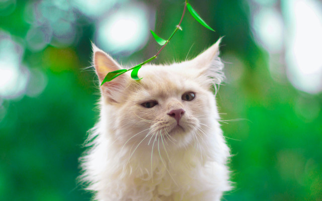 White cat green string moon free wallpaper - medium preview image