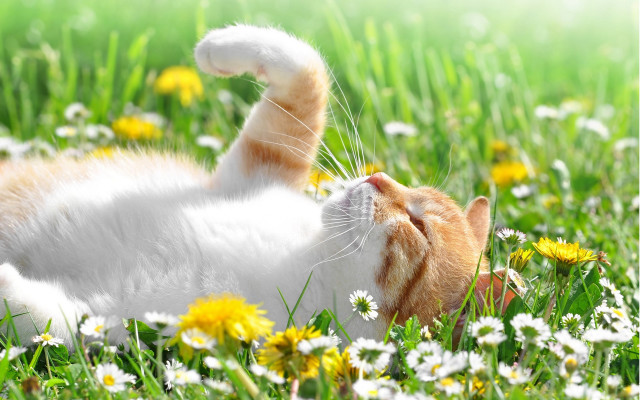 Cat grass daisies sunny nature free wallpaper - medium preview image