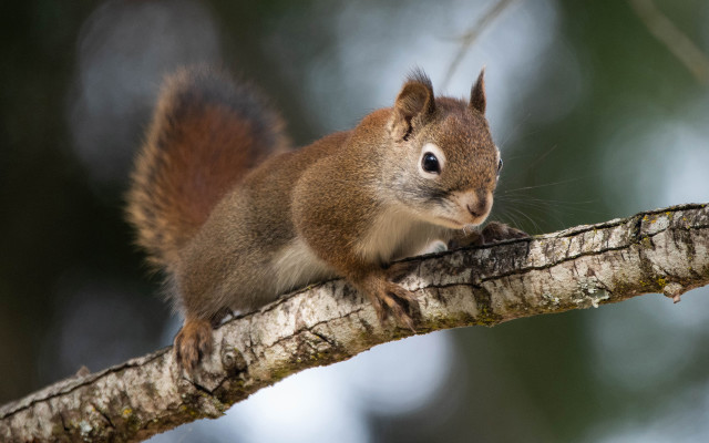 Squirrel surprised tree branch animal free wallpaper - medium preview image