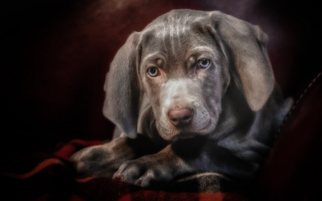 Sad dog blanket red photorealistic free wallpaper - medium preview image