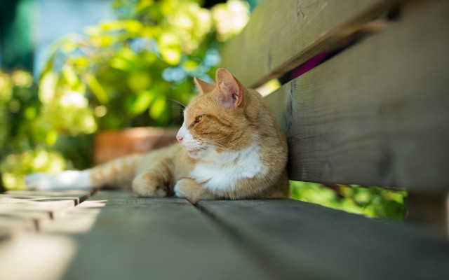 Cat bench outside plants trees free wallpaper - medium preview image