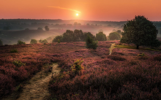 Sunset foggy path tree field free wallpaper - medium preview image