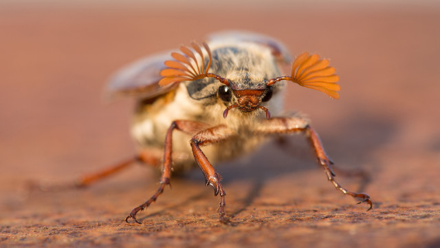 Bug dirt sand blurry sunset free wallpaper - medium preview image