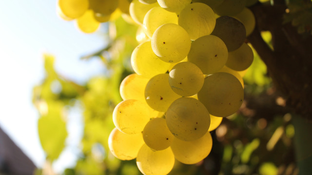 Grapes vineyard blurry background bokeh free wallpaper - medium preview image