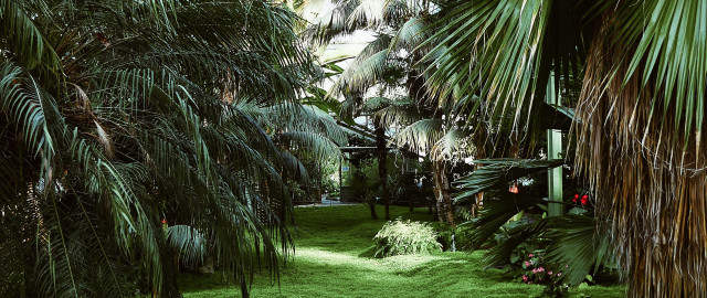 Lush green forest field plants free wallpaper - medium preview image