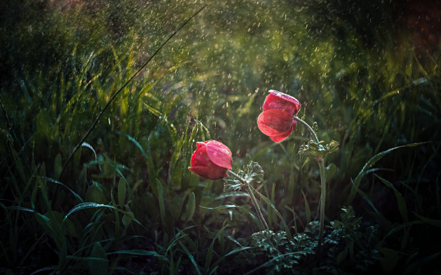 Red flowers grassy field water free wallpaper - medium preview image