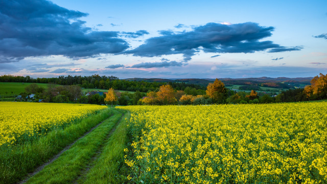 Yellow flower field dirt path free wallpaper - medium preview image