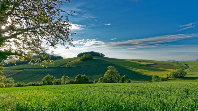 Green field tree hill background free wallpaper - medium preview image
