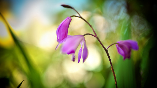 Purple flower macro outdoors shallow free wallpaper - medium preview image