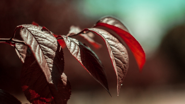 Red leaf macro shallow depth free wallpaper - medium preview image