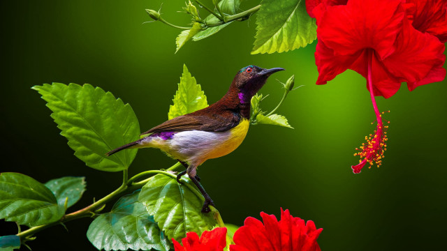 Bird red flower green background free wallpaper - medium preview image