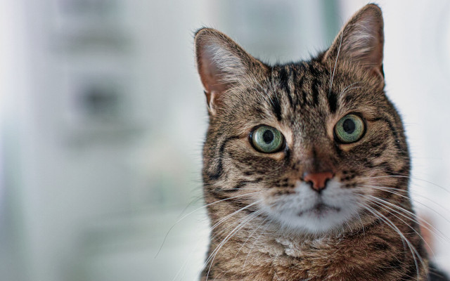 Cat green eyes blurry background #13 free wallpaper - medium preview image