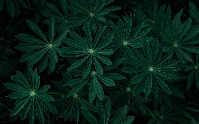 Green leaves closeup bamboo plant free wallpaper - medium preview image