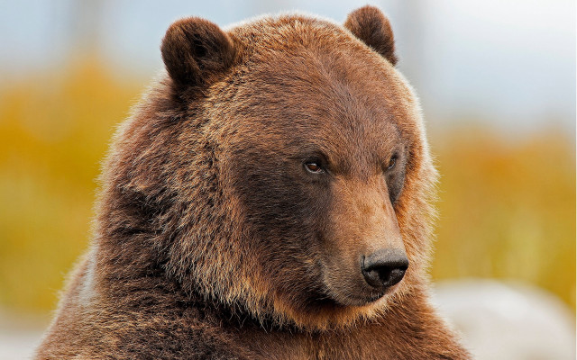 Brown bear wildlife portrait naturalism free wallpaper - medium preview image
