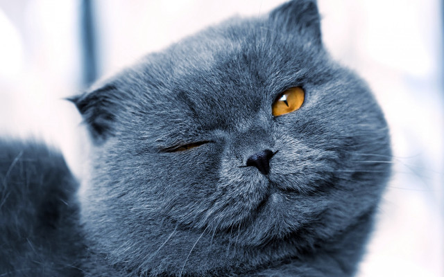 Gray cat yellow eyes sad #2 free wallpaper - medium preview image
