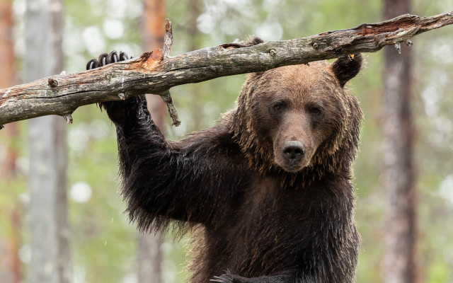 Brown bear branch woods photorealistic free wallpaper - medium preview image