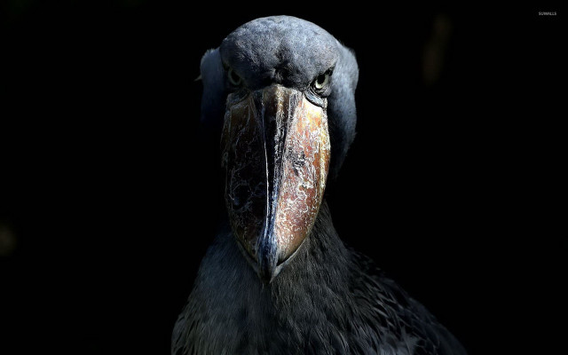 Bird large beak long beak free wallpaper - medium preview image