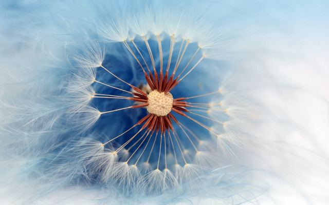 Dandelion blue center feathers macro free wallpaper - medium preview image