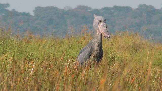 Bird field grass trees background free wallpaper - medium preview image