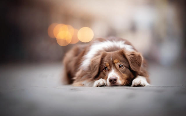 Dog laying on ground blurry free wallpaper - medium preview image
