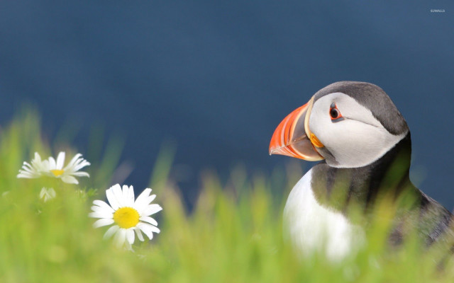 Puffy bird long beak grass free wallpaper - medium preview image