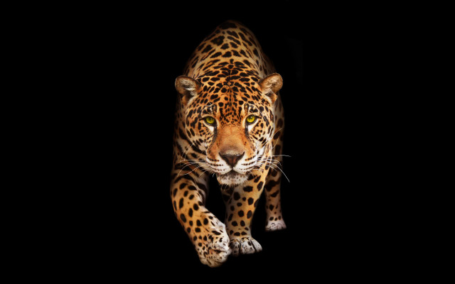 Leopard dark eyes side airbrush free wallpaper - medium preview image