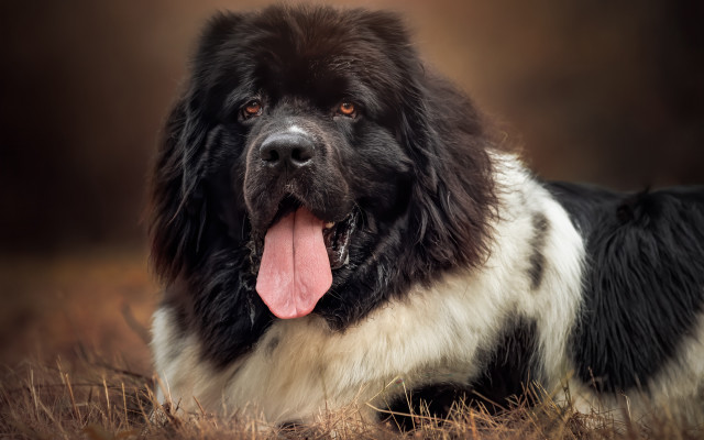 Black white dog laying field free wallpaper - medium preview image