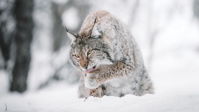 Lynx walking snow woods open free wallpaper - medium preview image
