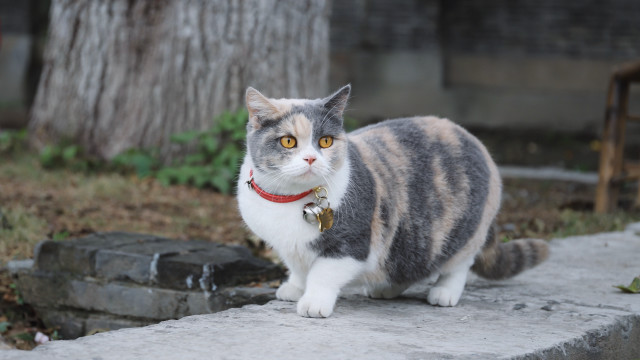 Cat collar outdoor serious shiba free wallpaper - medium preview image