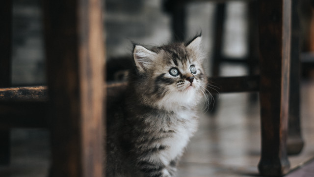 Kitten sad rococo cute 3d free wallpaper - medium preview image
