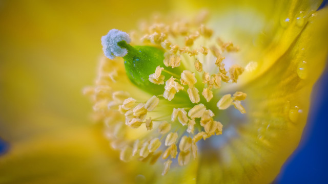 Yellow flower water droplets blue #2 free wallpaper - medium preview image