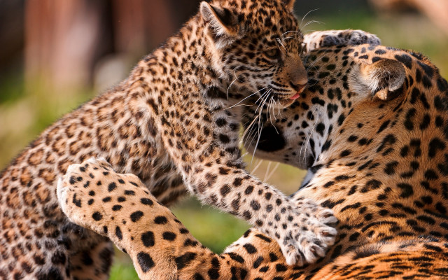 Leopard fight wildlife camouflage depth free wallpaper - medium preview image