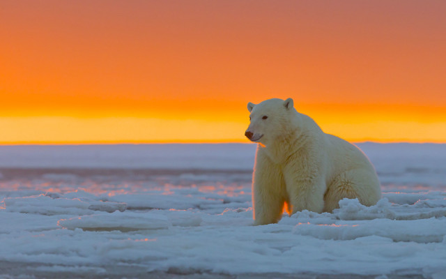 Polar bear sunset ice red free wallpaper - medium preview image