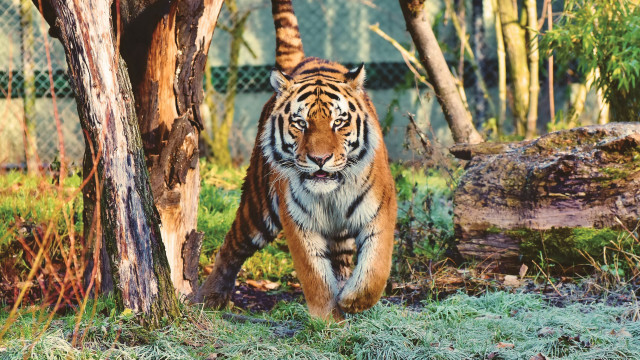Tiger forest tree fence grass free wallpaper - medium preview image