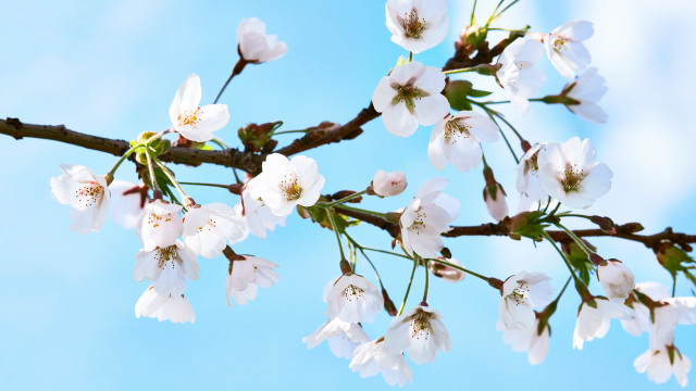 White flowers branch blue sky #2 free wallpaper - medium preview image