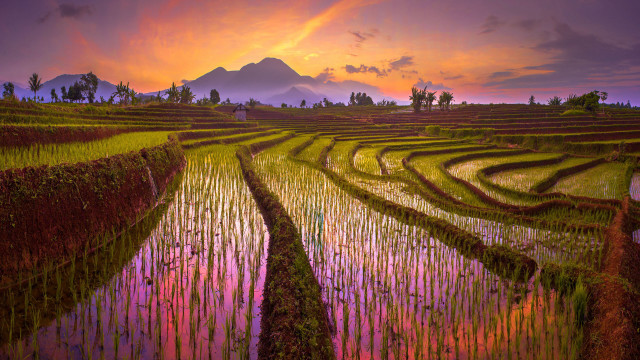 Sunset ricefield mountain person impasto free wallpaper - medium preview image