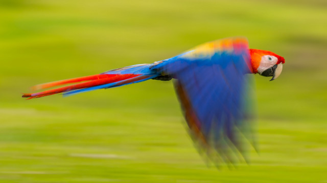Colorful bird flying impressionist motion free wallpaper - medium preview image