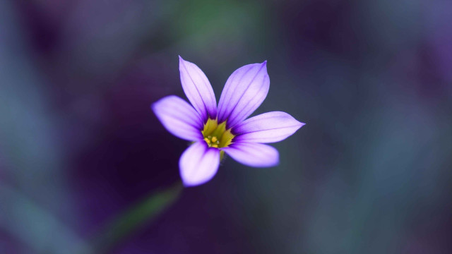 Purple flower yellow center blurry free wallpaper - medium preview image